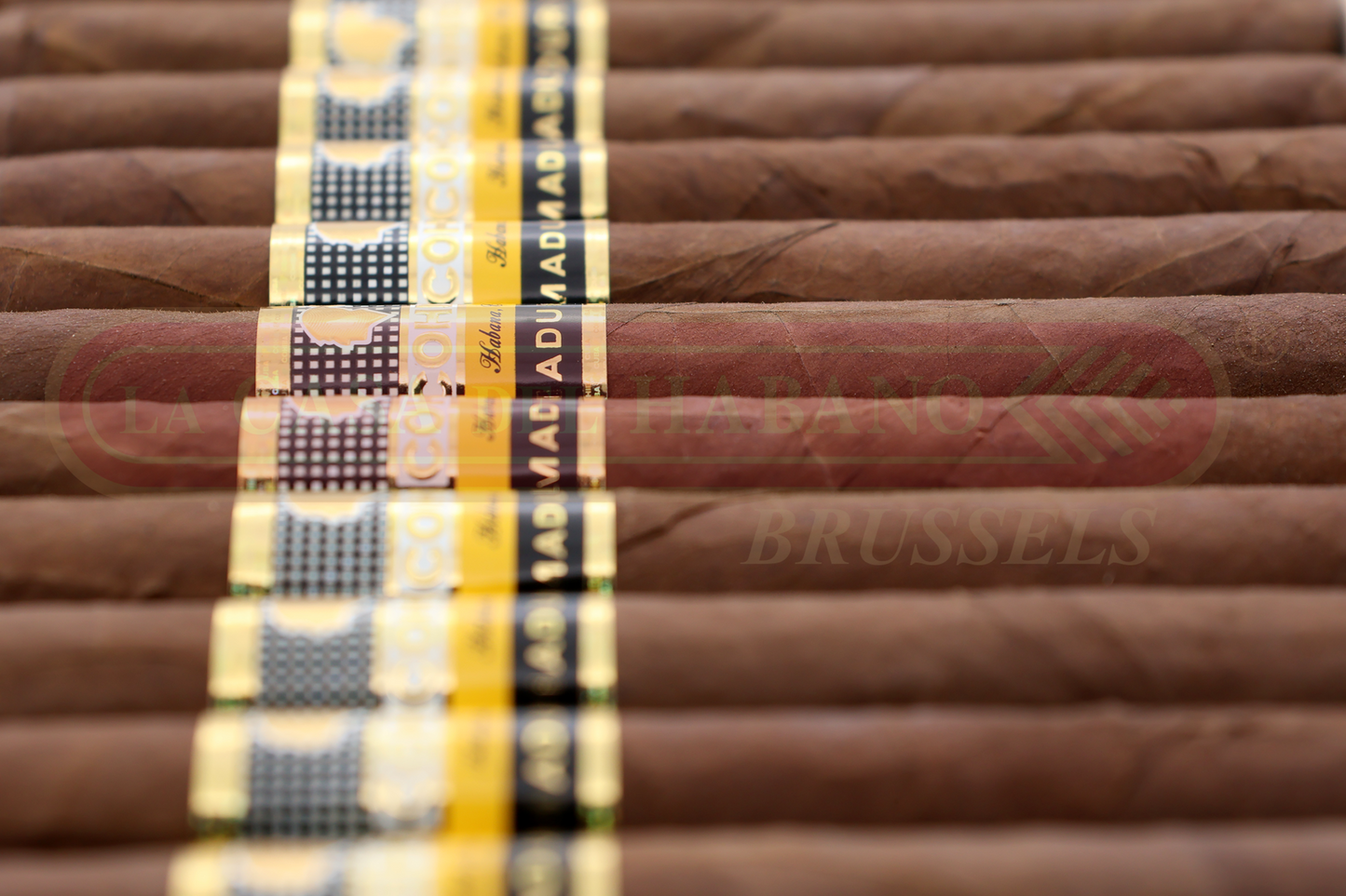 COHIBA MADURO 5 GENIOS