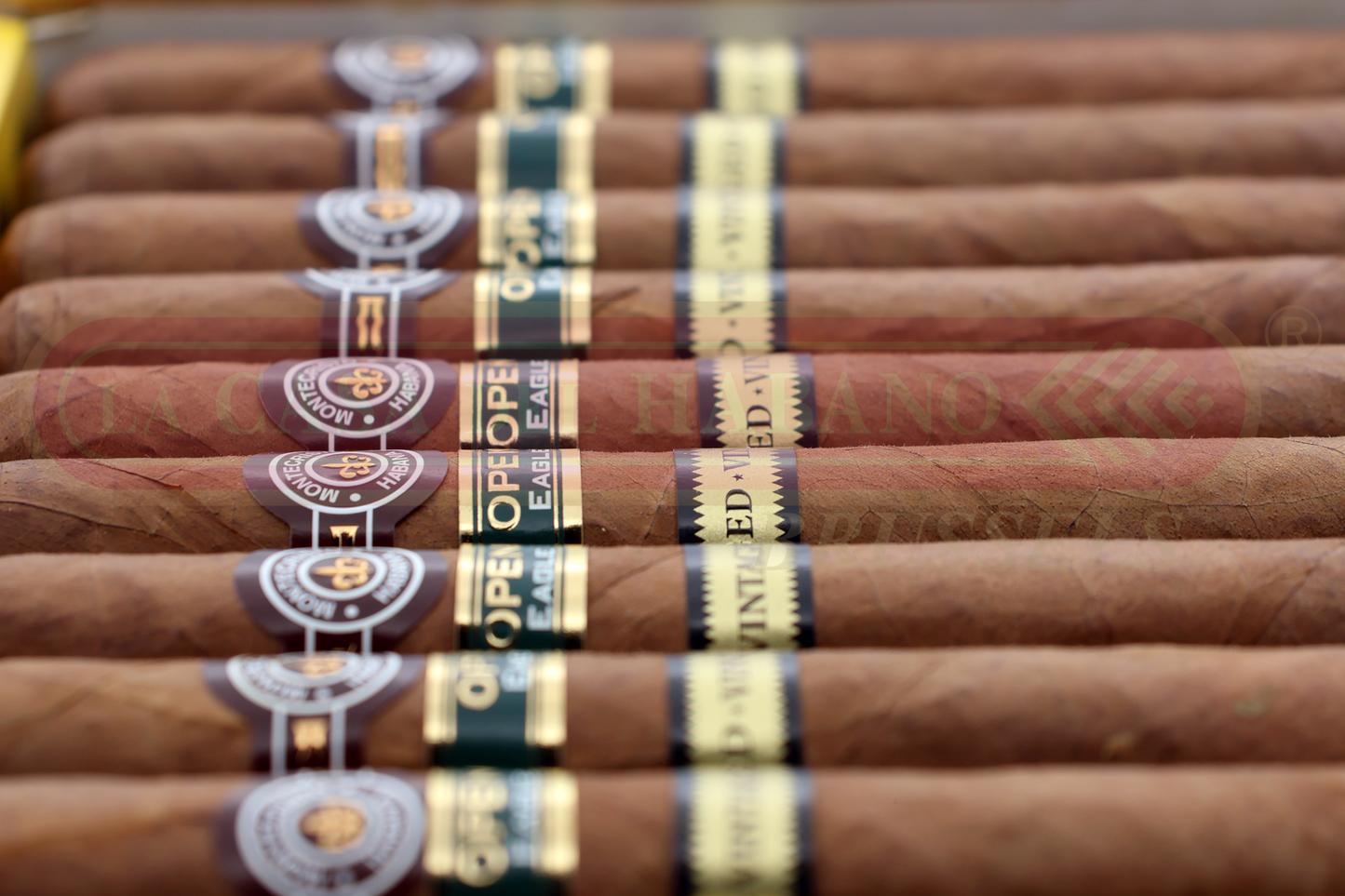 MONTECRISTO OPEN EAGLE /20 2018