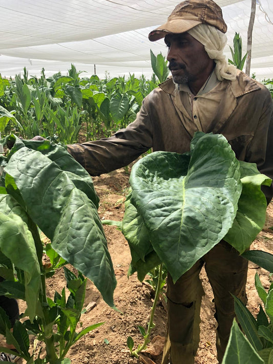 Vuelta Abajo: The Sacred Soil Behind Every Great Habano
